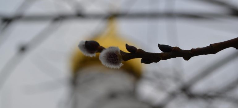 Богослужения 2-й седмицы Великого поста